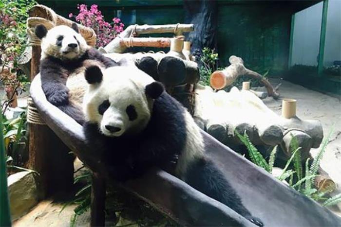厦门哪个动物园有大熊猫